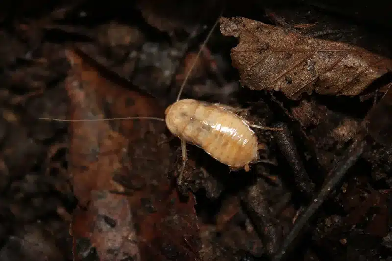 Pale cockroach on brown leaves
