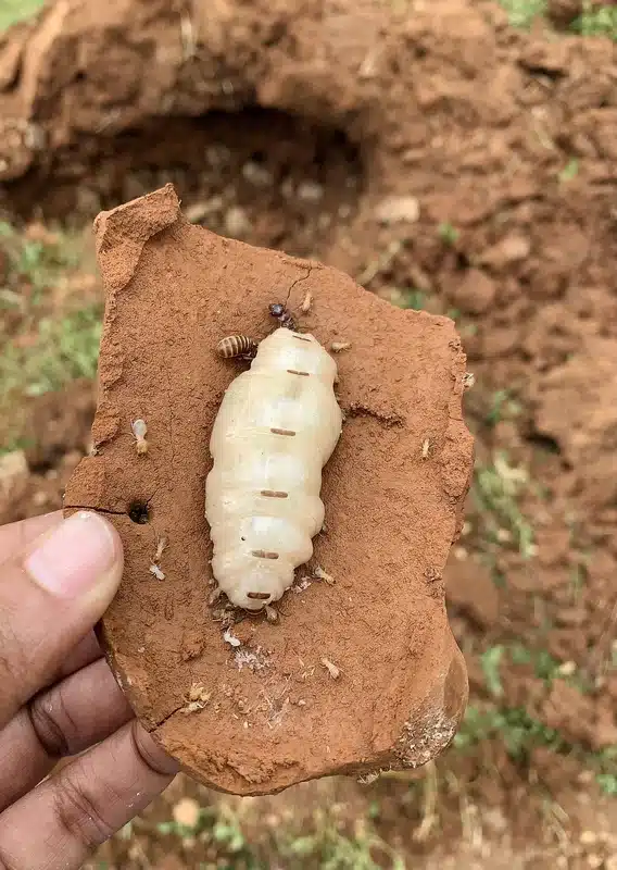 Large larva on a clay surface