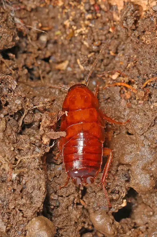 Red cockroach on soil