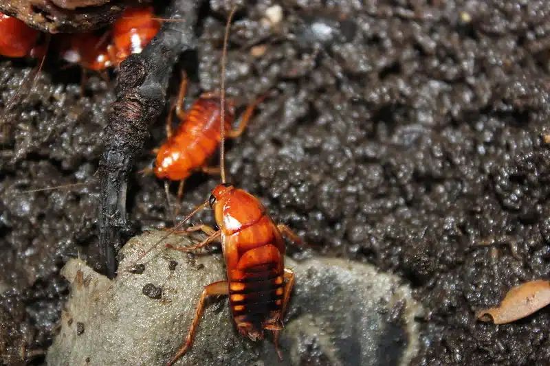 Red hissing cockroach on soil