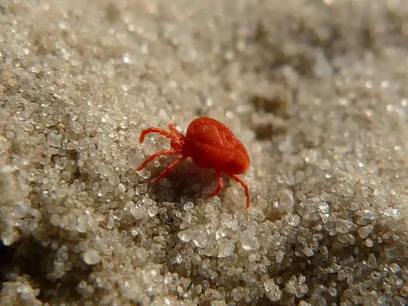 Red mite on sandy surface