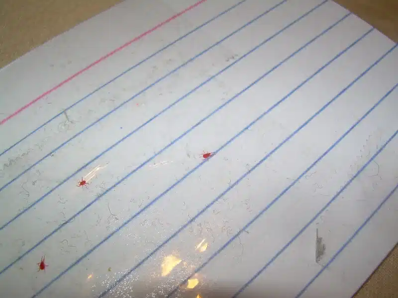 Red tiny insects on notebook paper