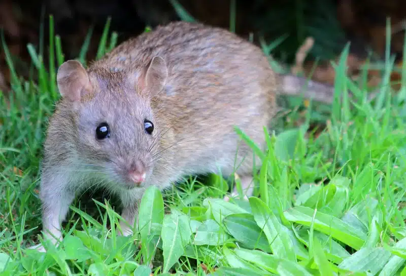 Rodent in green grass