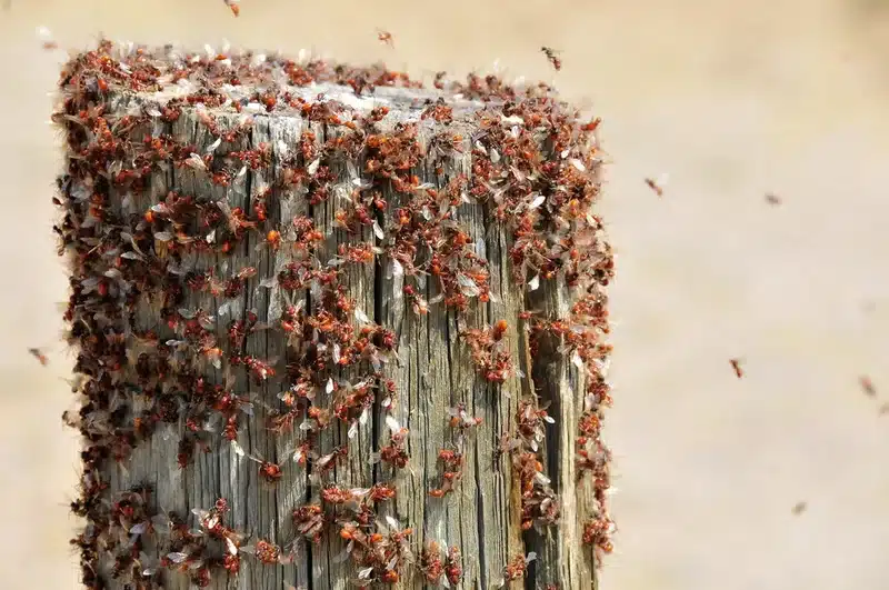 Wooden post covered with red ants