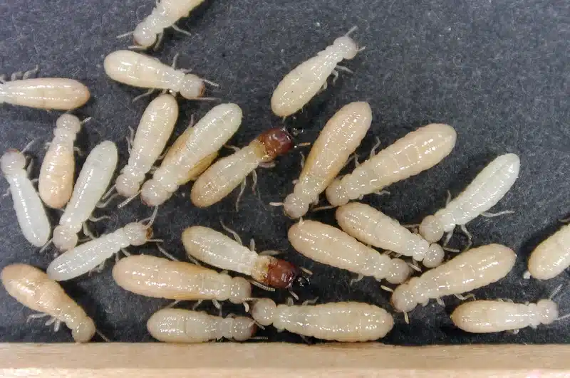 Group of termites on a dark surface
