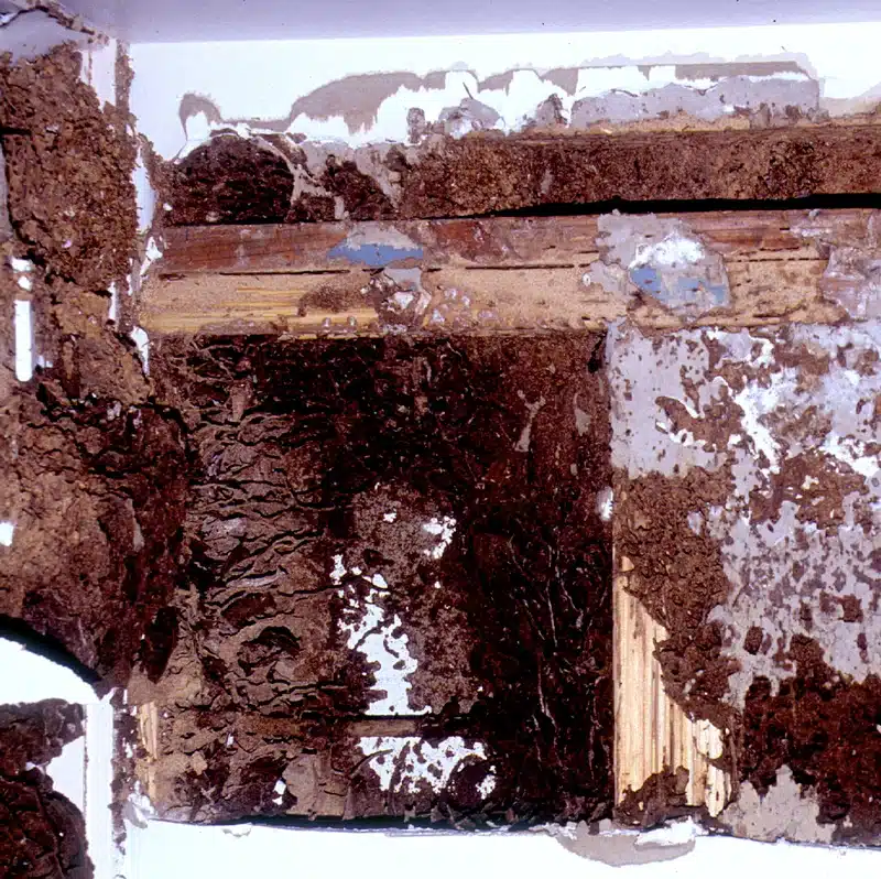 Wooden structure with termite damage