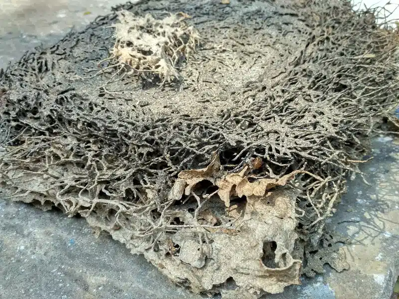 Termite damage on wooden structure