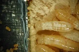 Close-up of termite larvae on wood