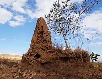 Large termite mound under blue sky