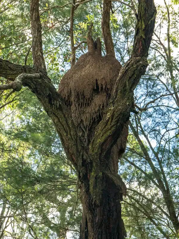 Termite nest high in a tree