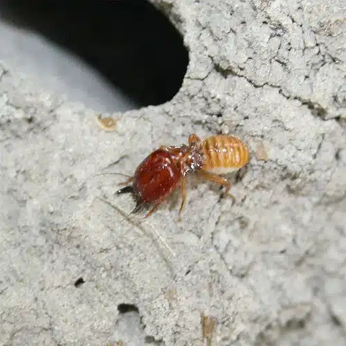 Close-up of a termite on wood