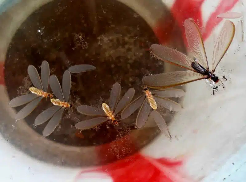 Termite swarmers in a container