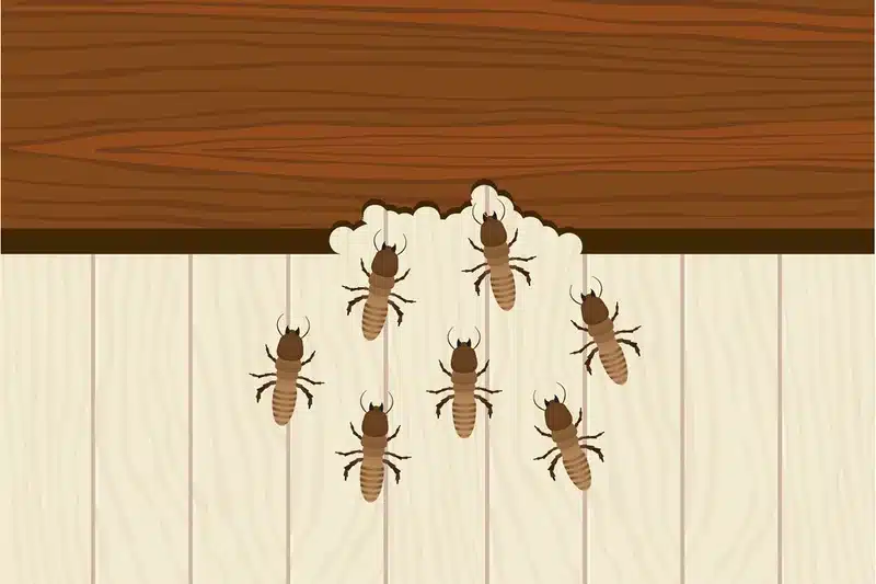 Termites damaging a wooden beam