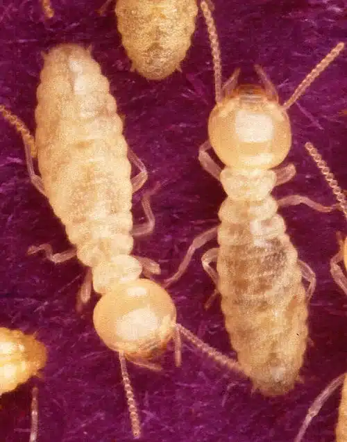 Close-up of two termites