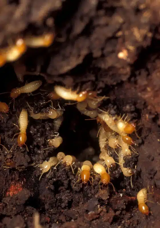 Termites emerging from wood