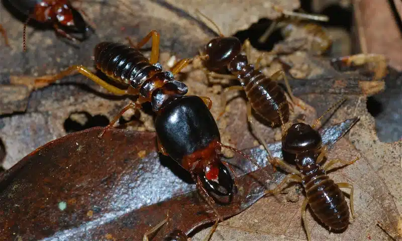 Group of termites on leaves