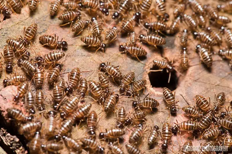 Termites swarming on wood surface