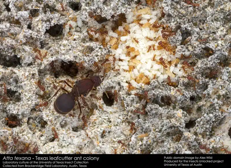 Texas leafcutter ant colony with food