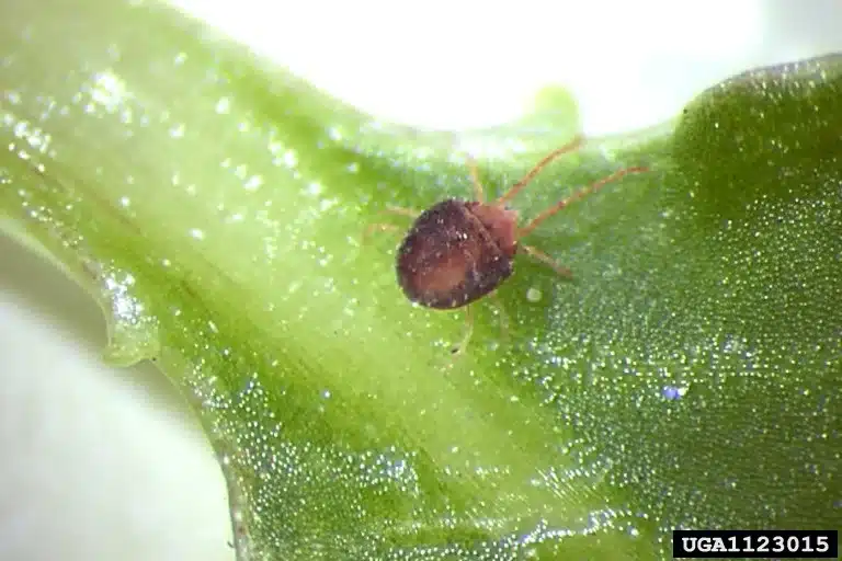 Tiny red spider mite on green leaf