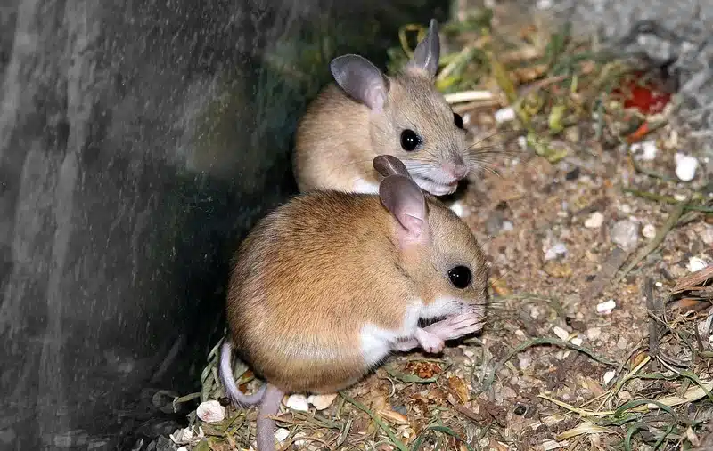 Two field mice in grassy area