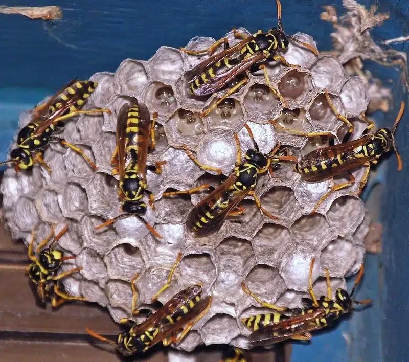 Wasp nest with yellow jacket wasps
