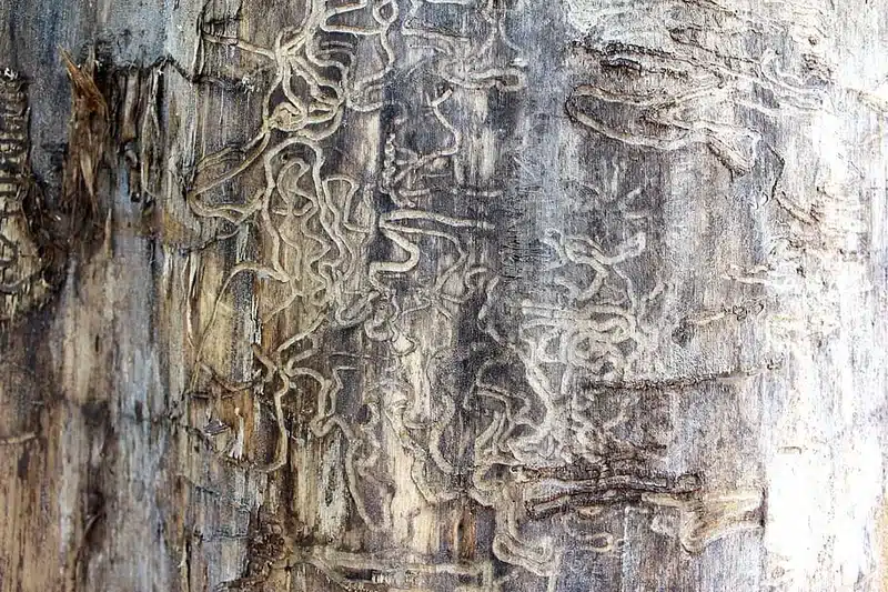 Tunnels created by wood-boring insects