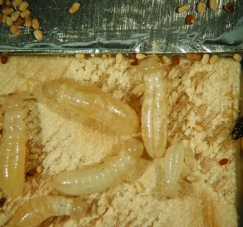 Larvae of wood-boring insect on wood