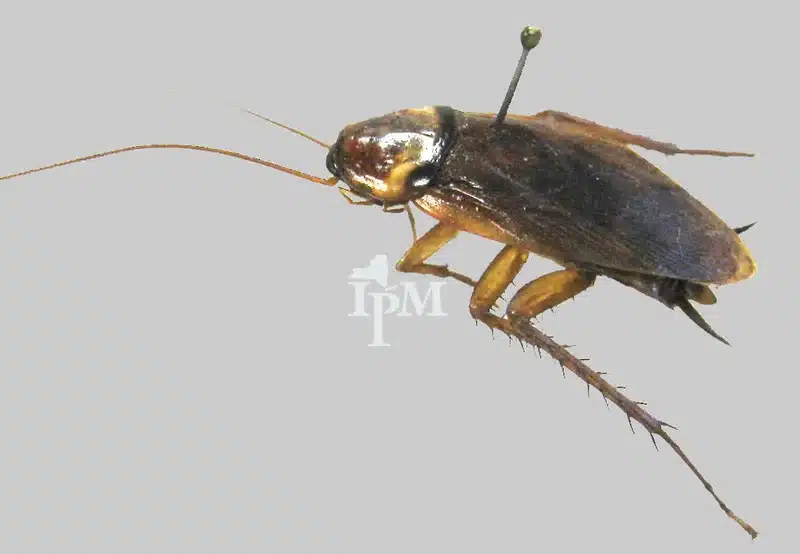 Adult American cockroach