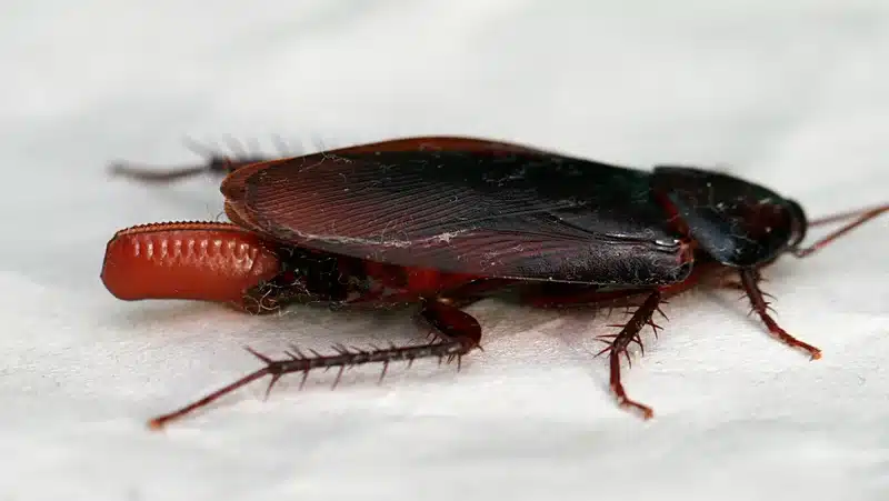 Close-up of an American cockroach