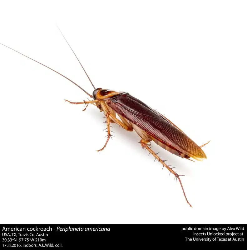 Close-up of an American cockroach