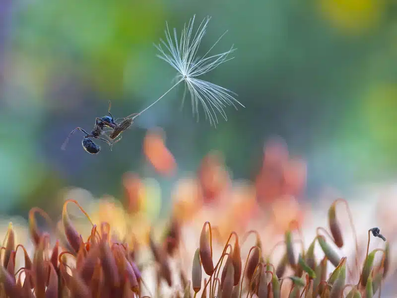 Ant carrying a seed in a garden