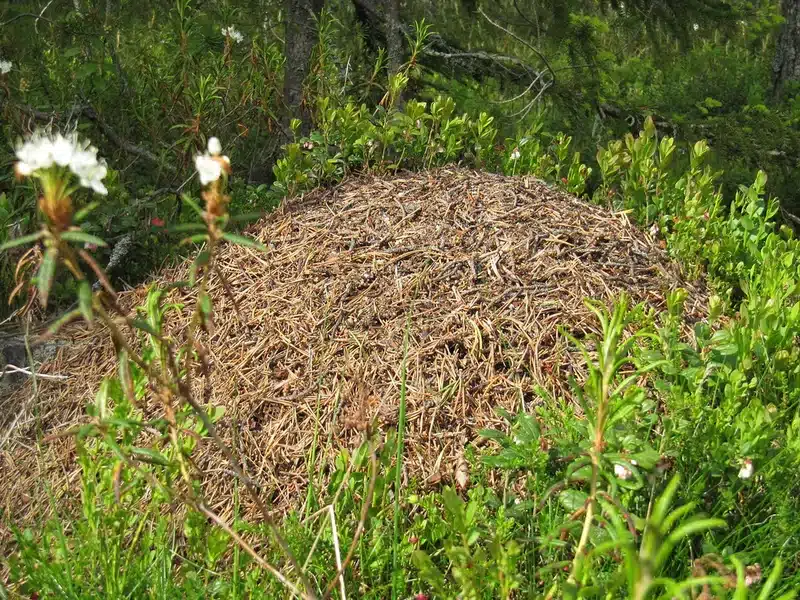 Large anthill in a forested area