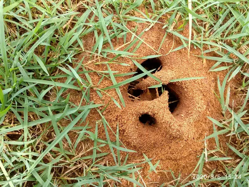 Ant hill in grassy area