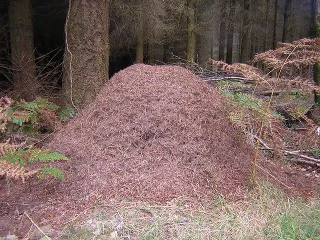 Large ant hill surrounded by trees.