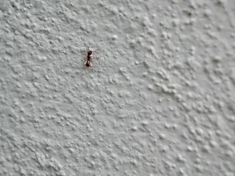 Ant crawling on a white wall