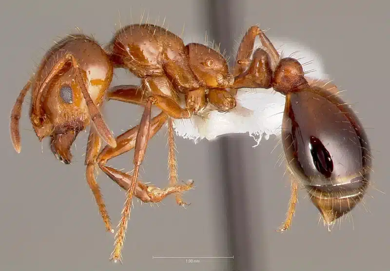 Close-up of two ants