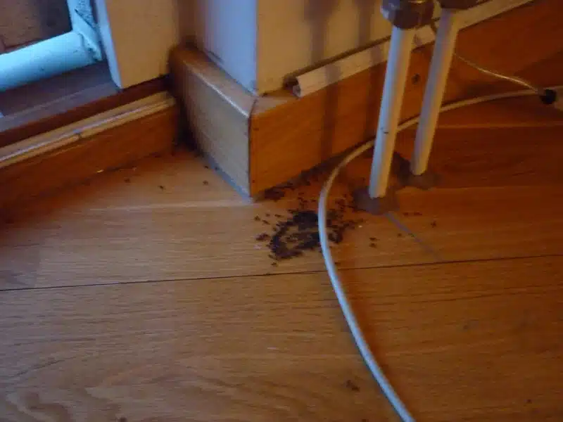 Ants in a corner of a room