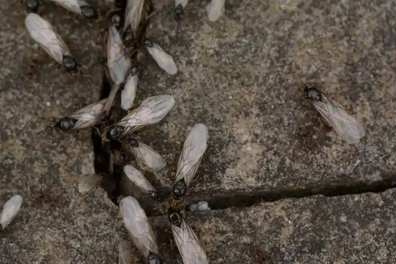 Winged termites and ants on stone