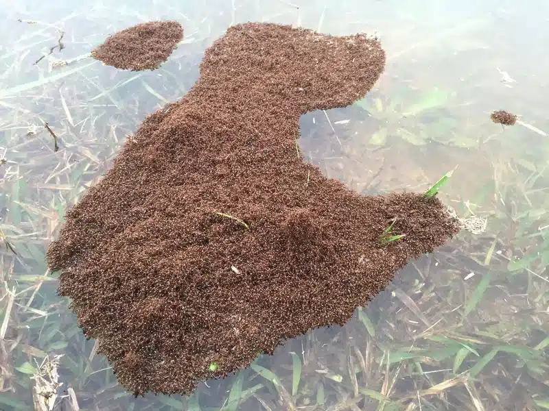 Ants forming a mound on water
