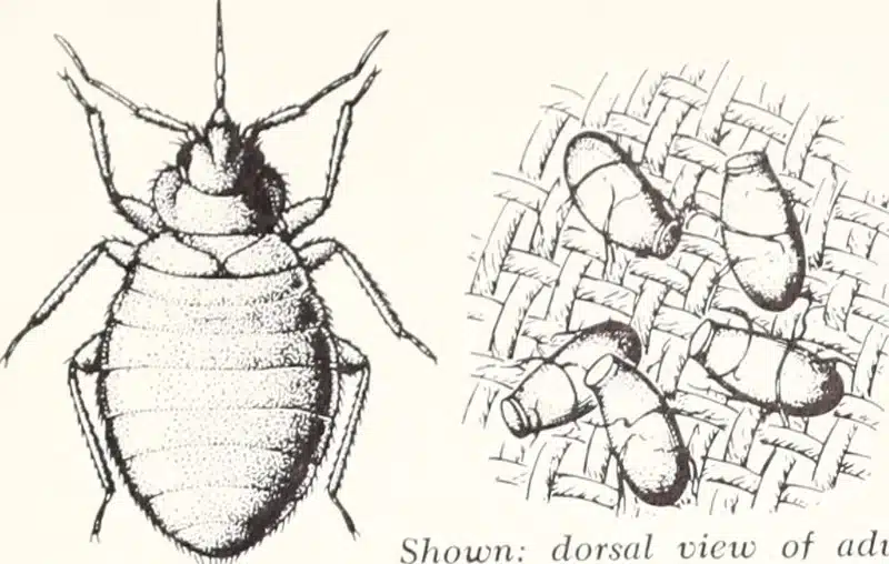 Illustration of a bed bug and nymphs