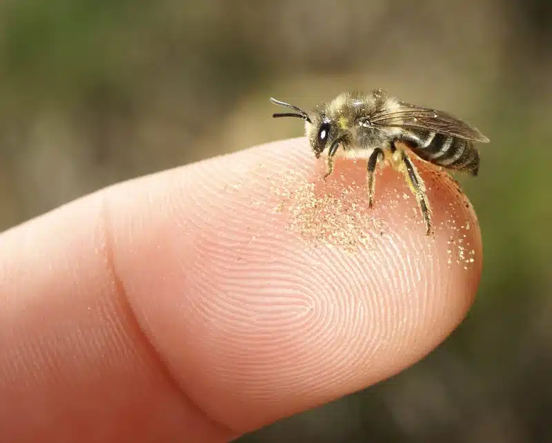 Bee on a finger with pollen