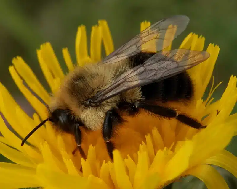 Bee on bright yellow flower