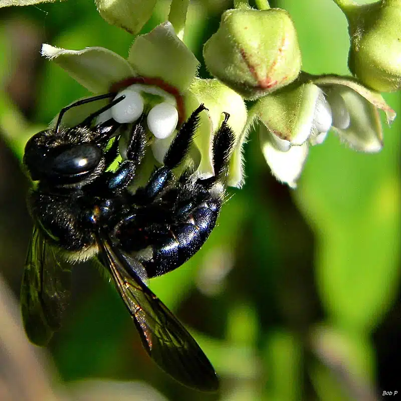A bee pollinating a white flower.