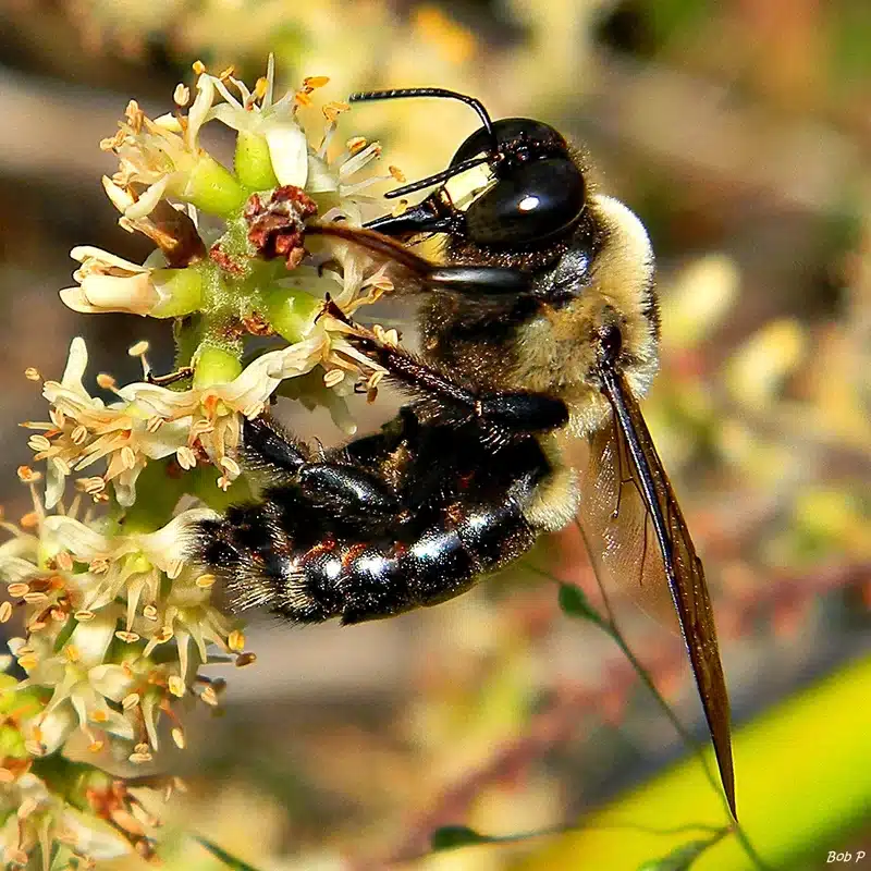 Bee on a flower