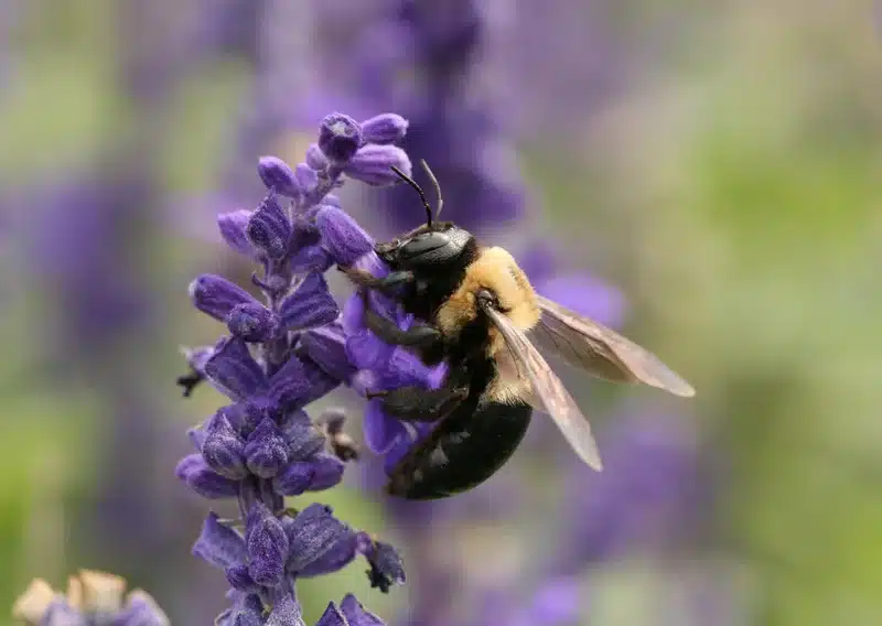 Bee on purple flower during pollination