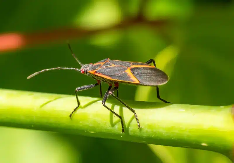 Black and orange bug on a green stem