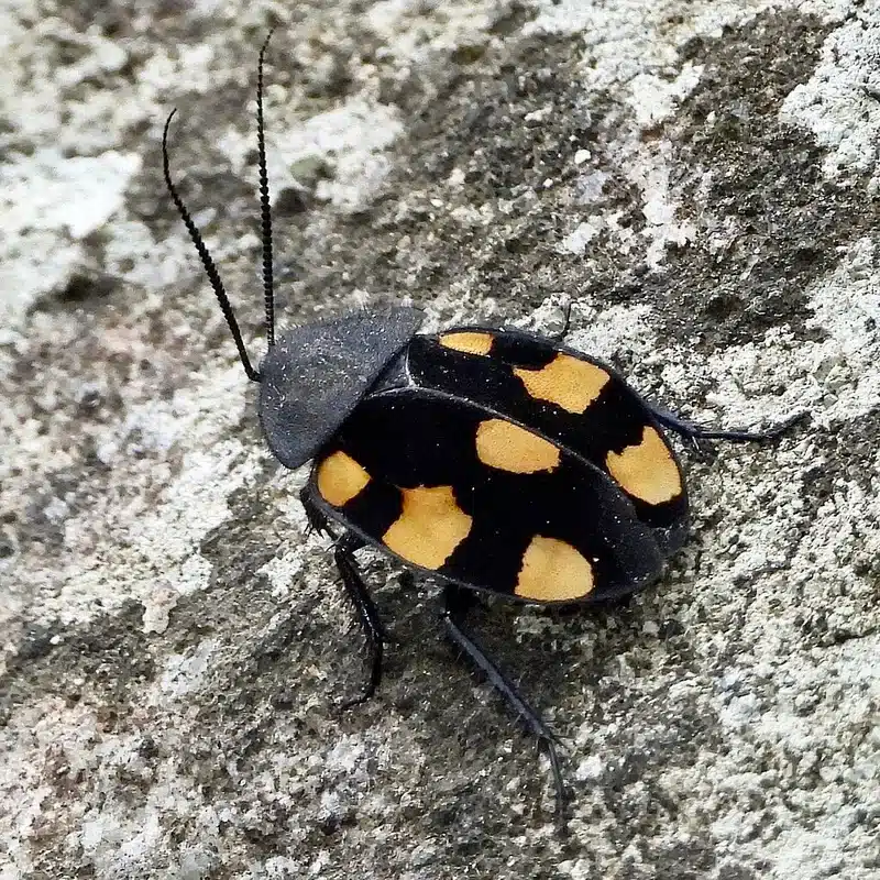 Black and yellow beetle on stone surface