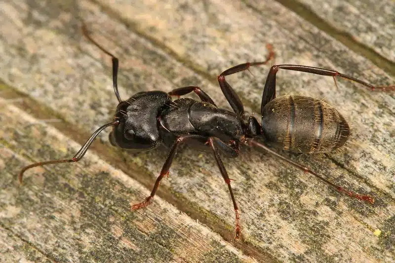Black ant resting on wood