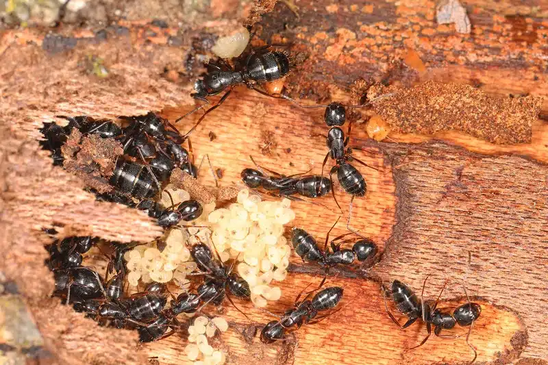 Black ants around eggs in wood