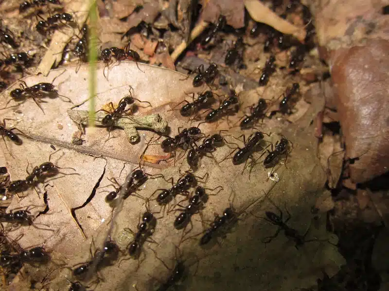 Group of black ants on a leaf